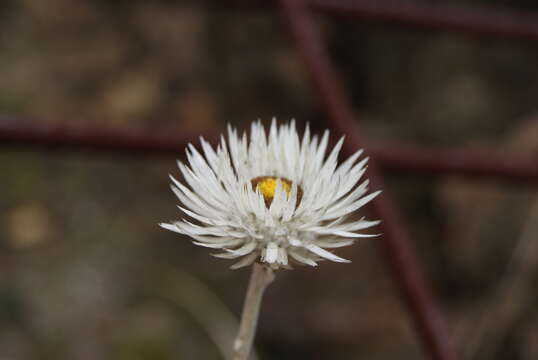 Image of Coronidium newcastlianum (Domin) Paul G. Wilson