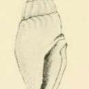 Image of Apaturris expeditionis (W. R. B. Oliver 1915)