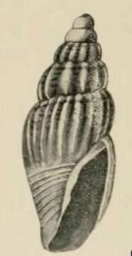 Image de Apaturris costifera May 1920