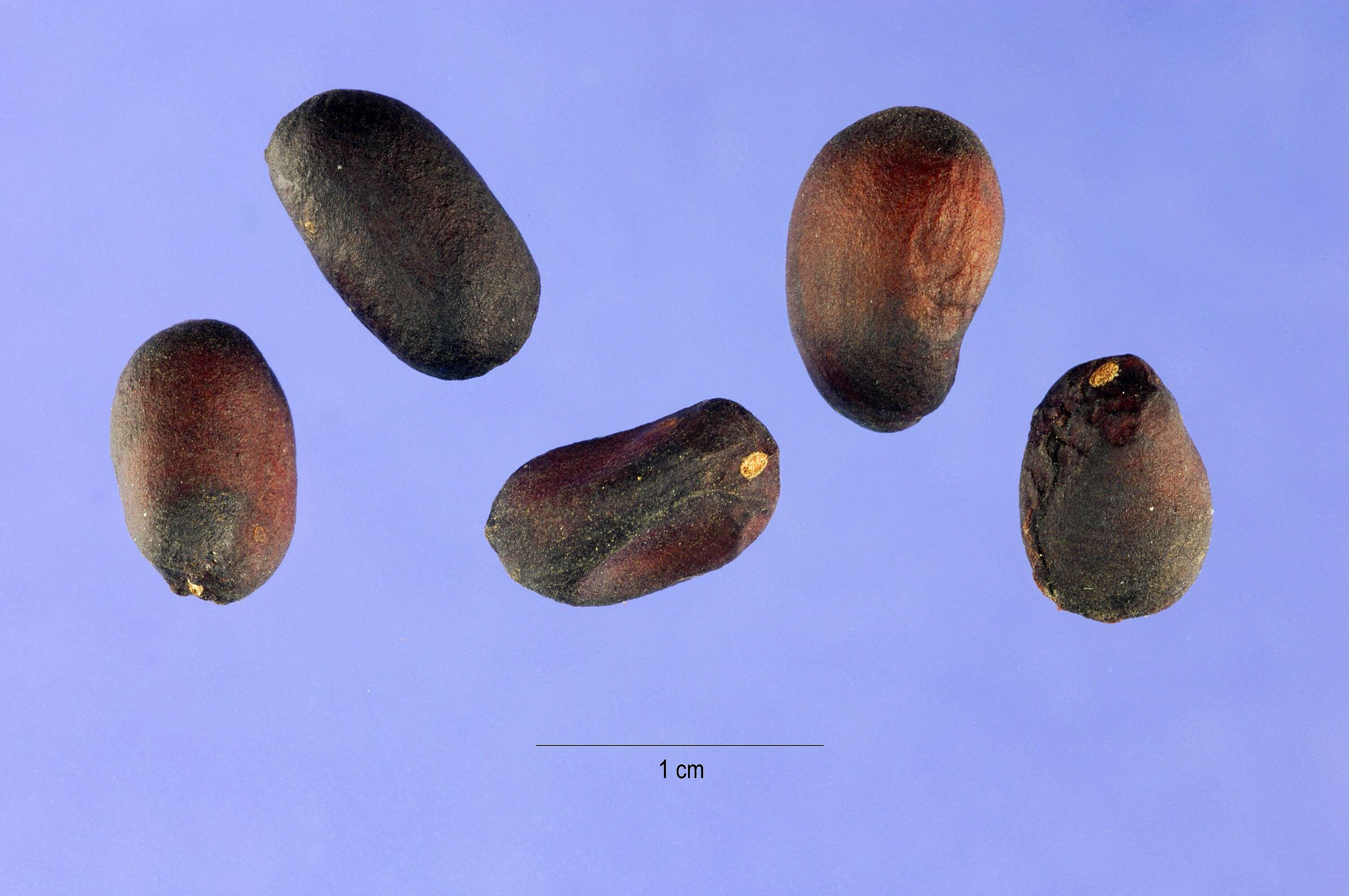 Sivun Paeonia brownii Dougl. kuva