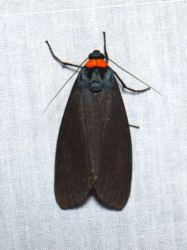 Image of Macrobrochis borneensis Roepke 1938