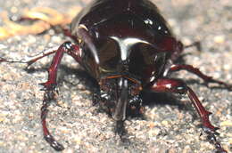 Image de Chalcosoma moellenkampi Kolbe 1900