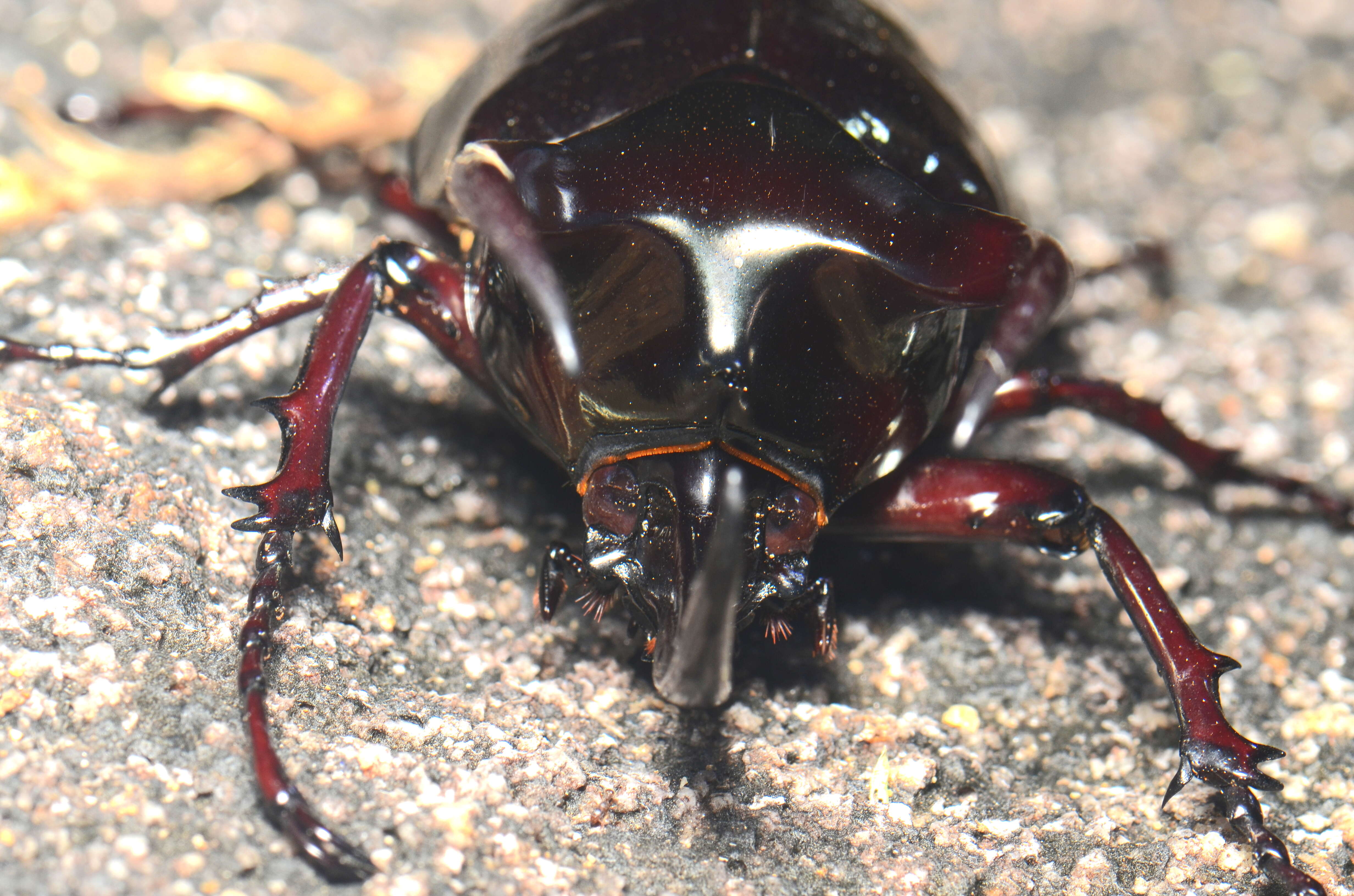 Image de Chalcosoma moellenkampi Kolbe 1900