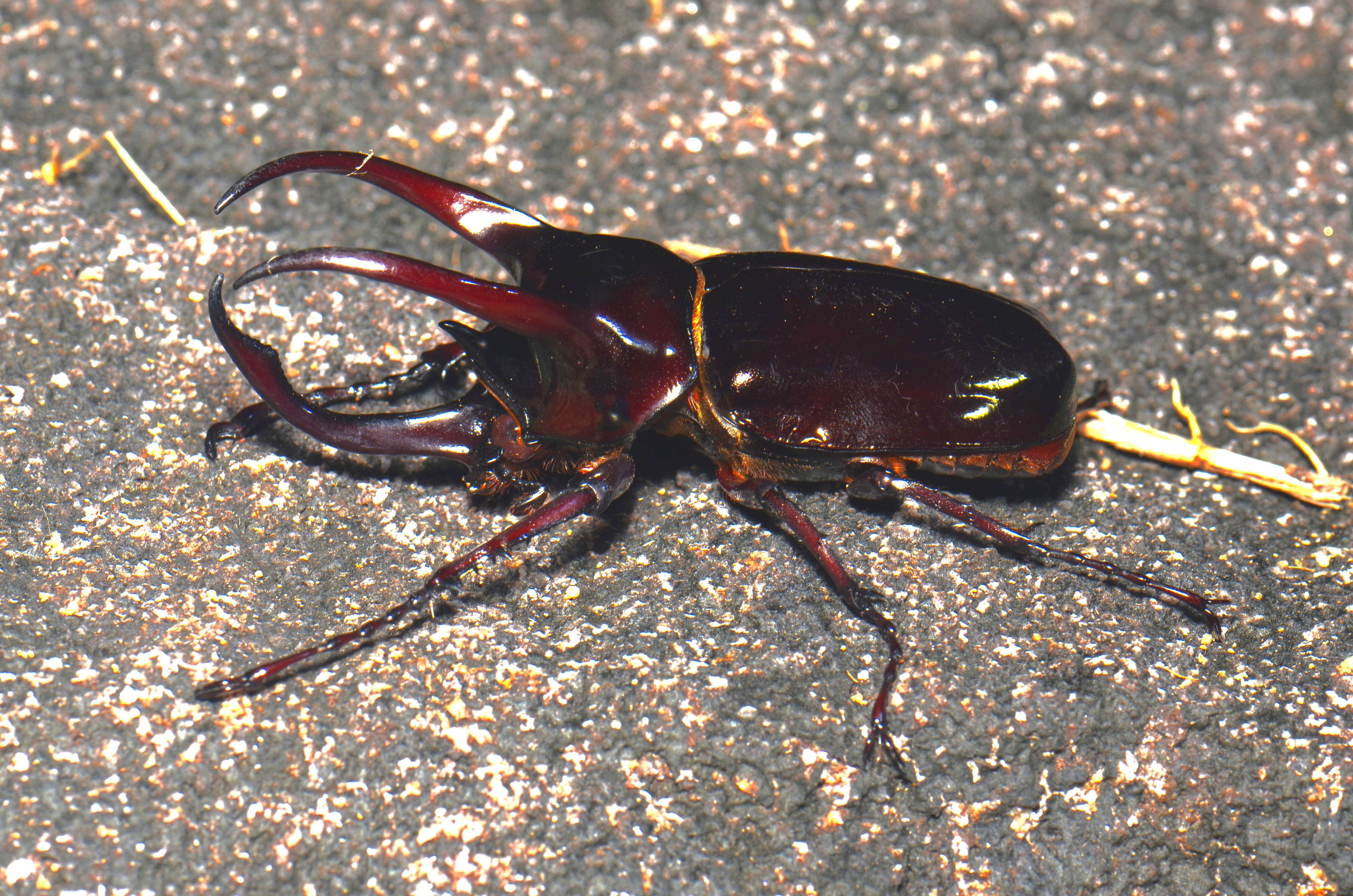 Image de Chalcosoma moellenkampi Kolbe 1900