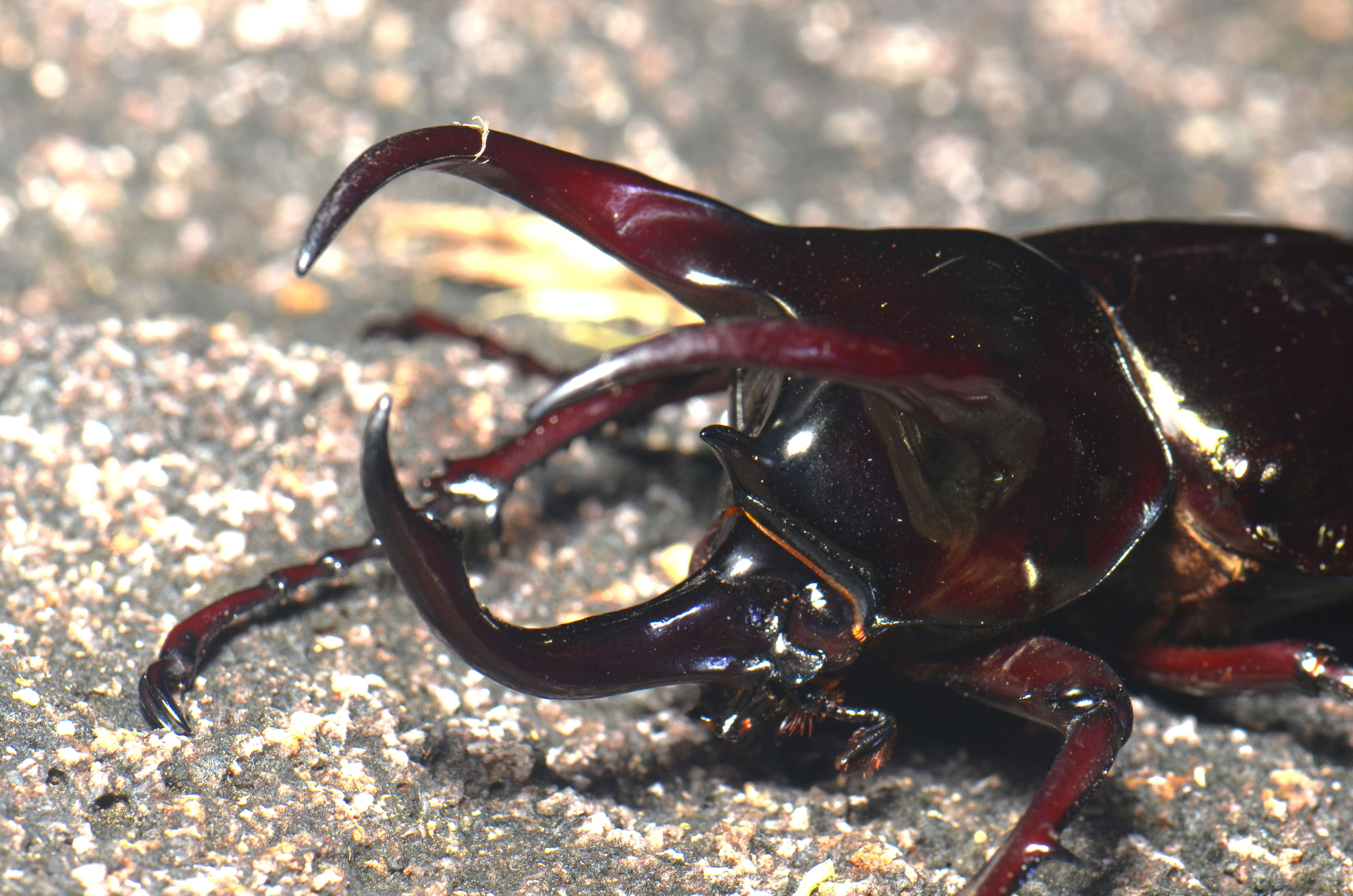 Image de Chalcosoma moellenkampi Kolbe 1900