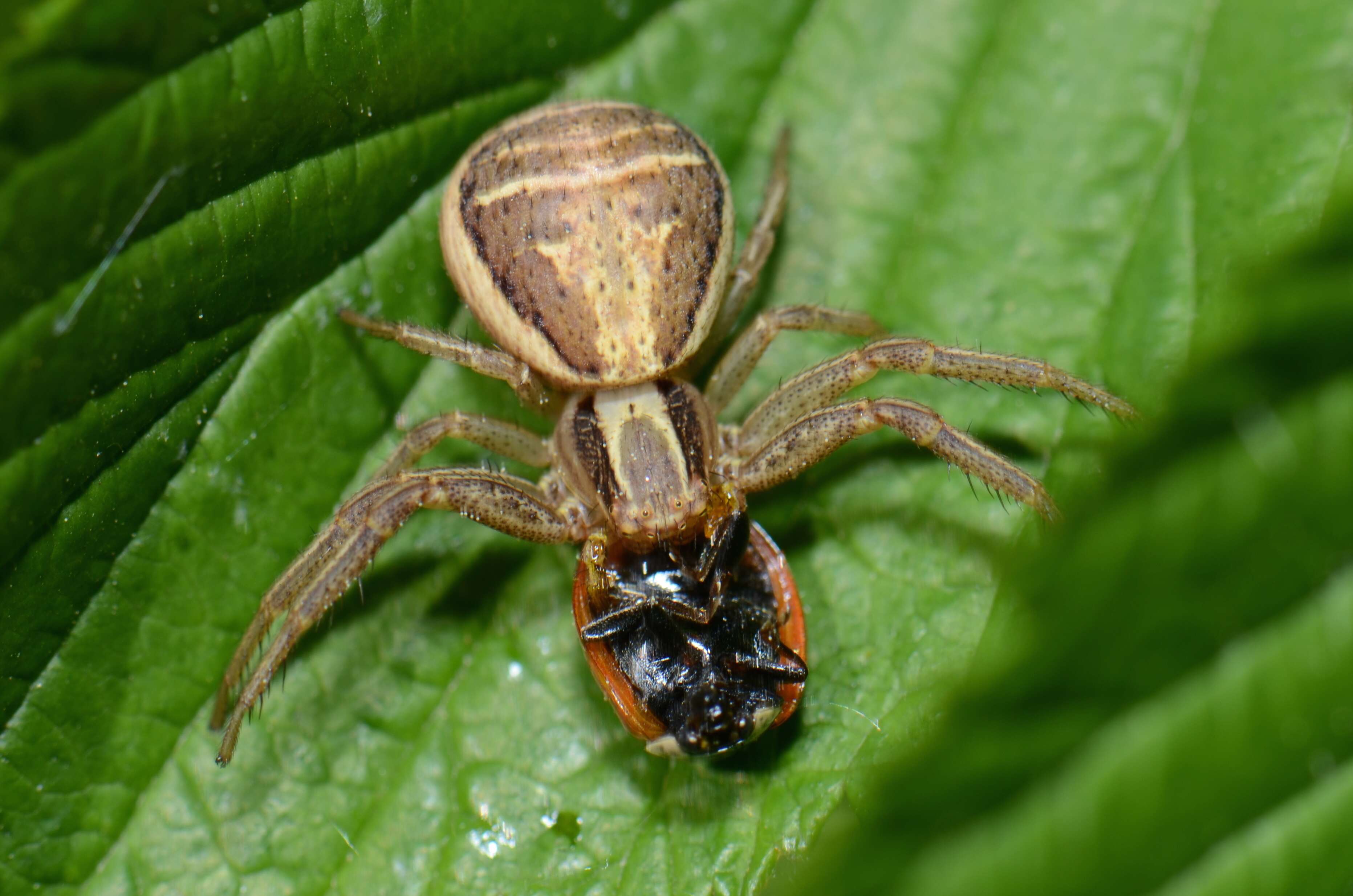 Image of Xysticus ulmi (Hahn 1831)