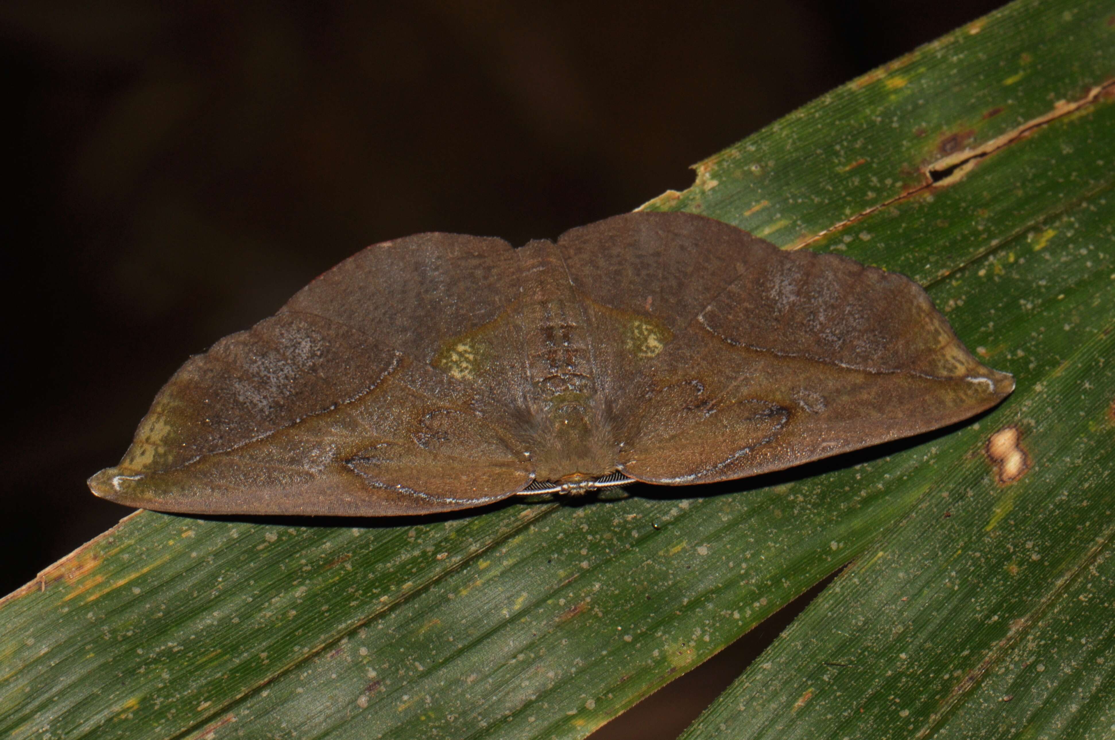 Image of Omiza lycoraria