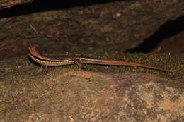 Imagem de Eutropis longicaudata (Hallowell 1857)