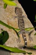 صورة Gekko gecko (Linnaeus 1758)