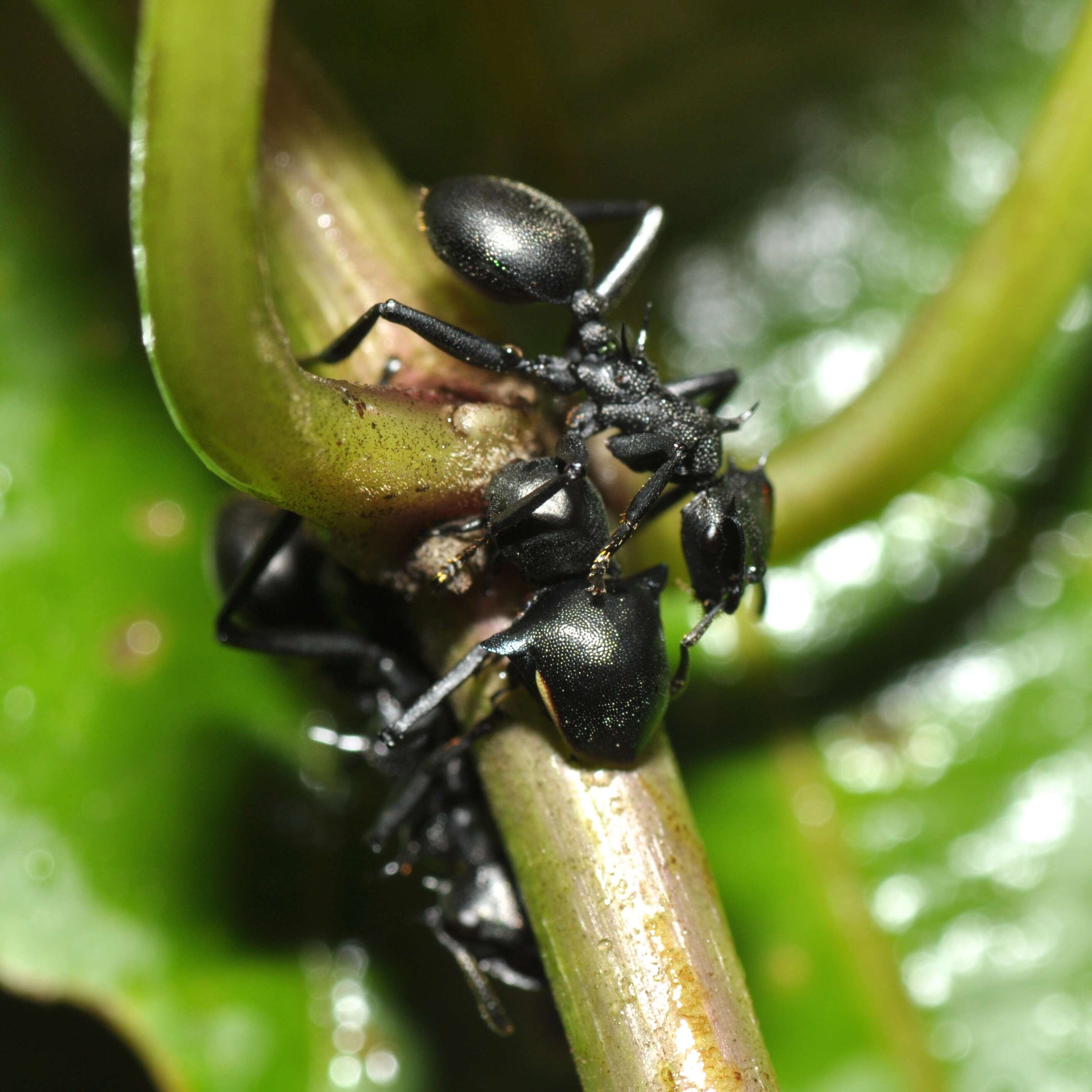 Cephalotes atratus (Linnaeus 1758) resmi