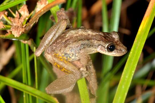 Imagem de Scinax ruber (Laurenti 1768)