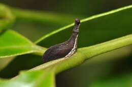 Image of treehoppers