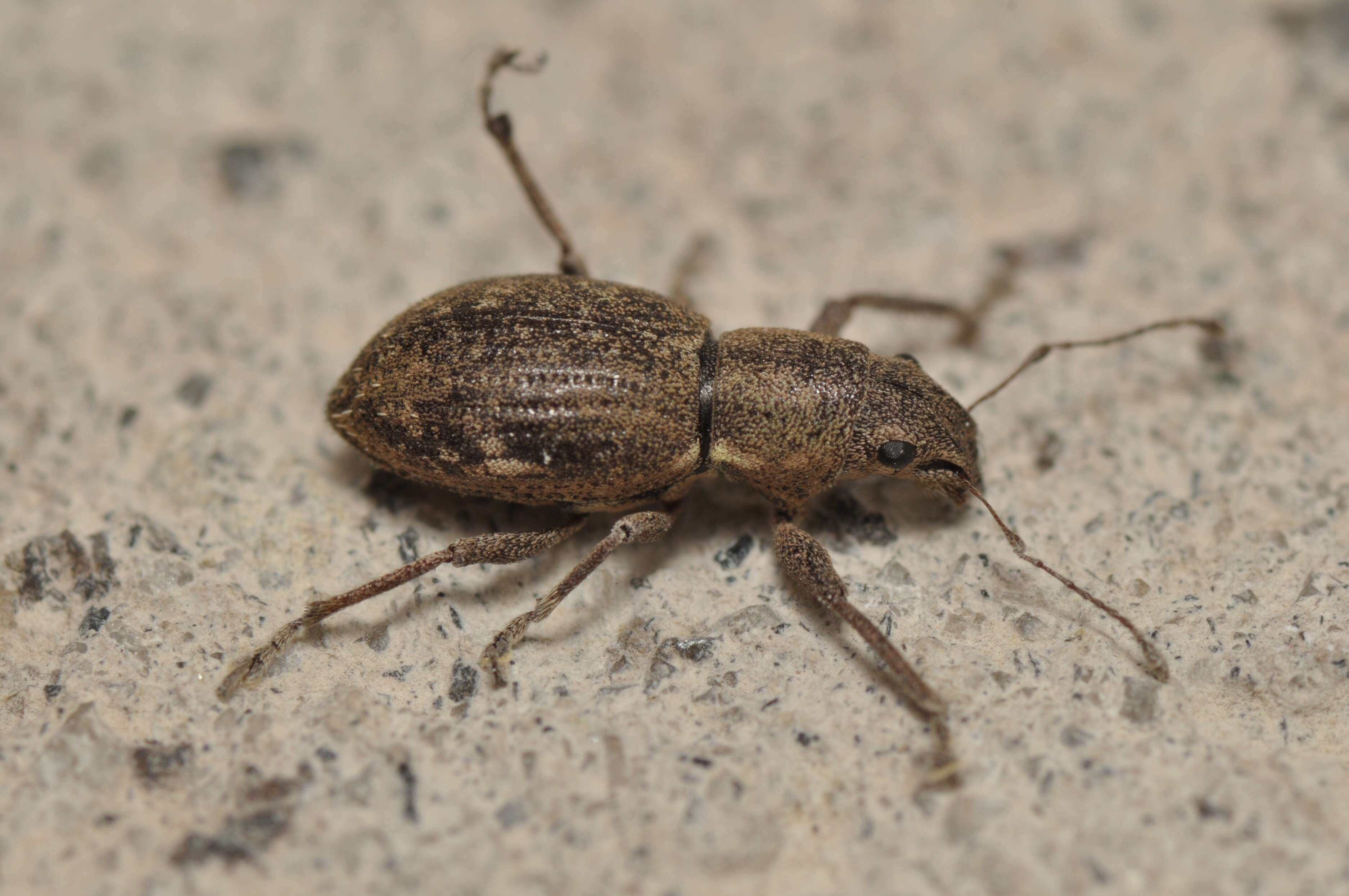 Image of Fuller rose beetle