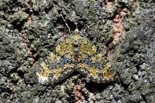 Image of yellow-barred brindle