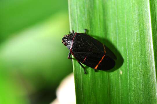 Image of froghoppers