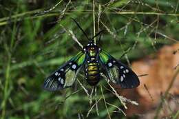 Image of Princely tiger moth