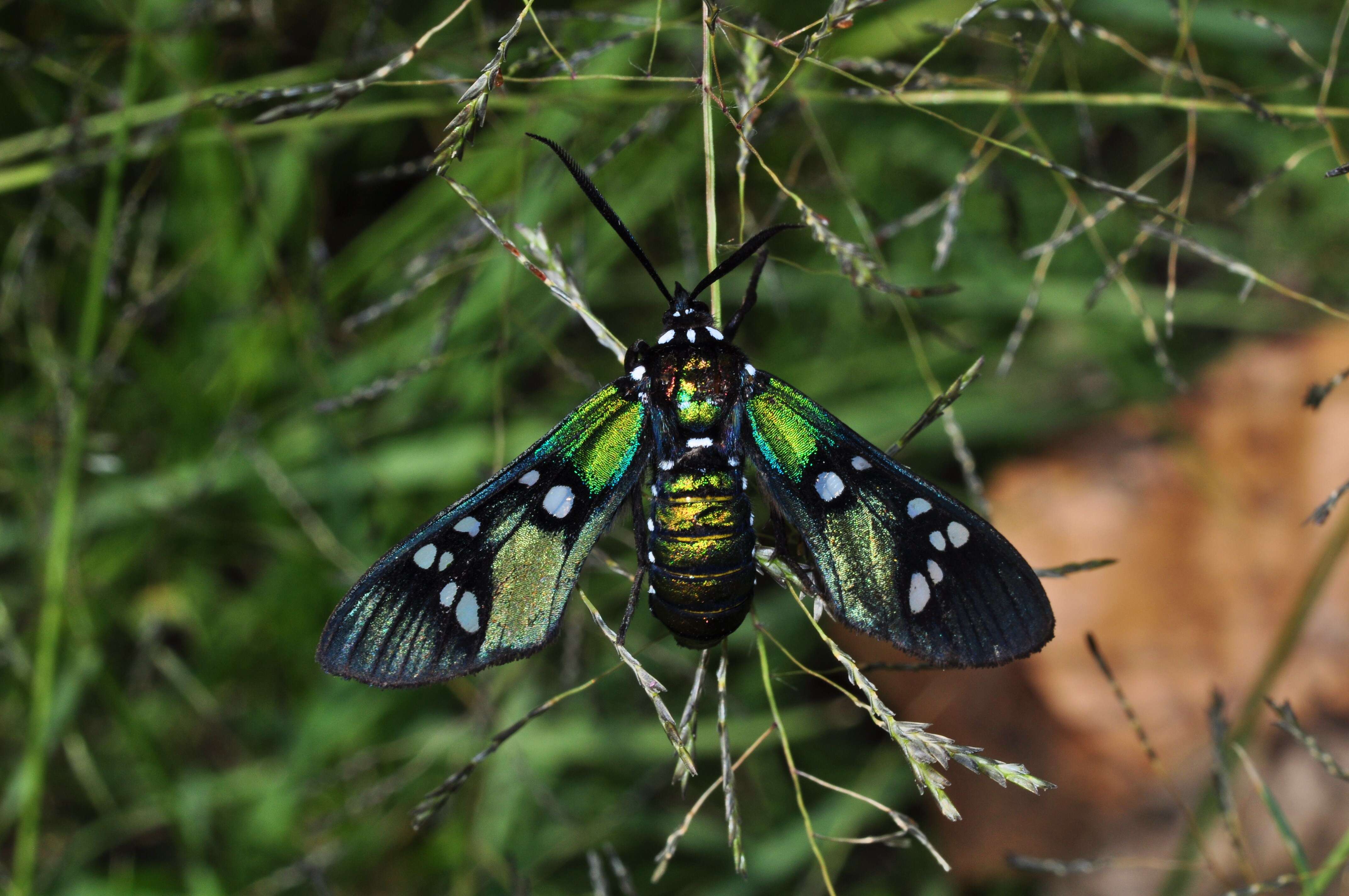 Image of Princely tiger moth