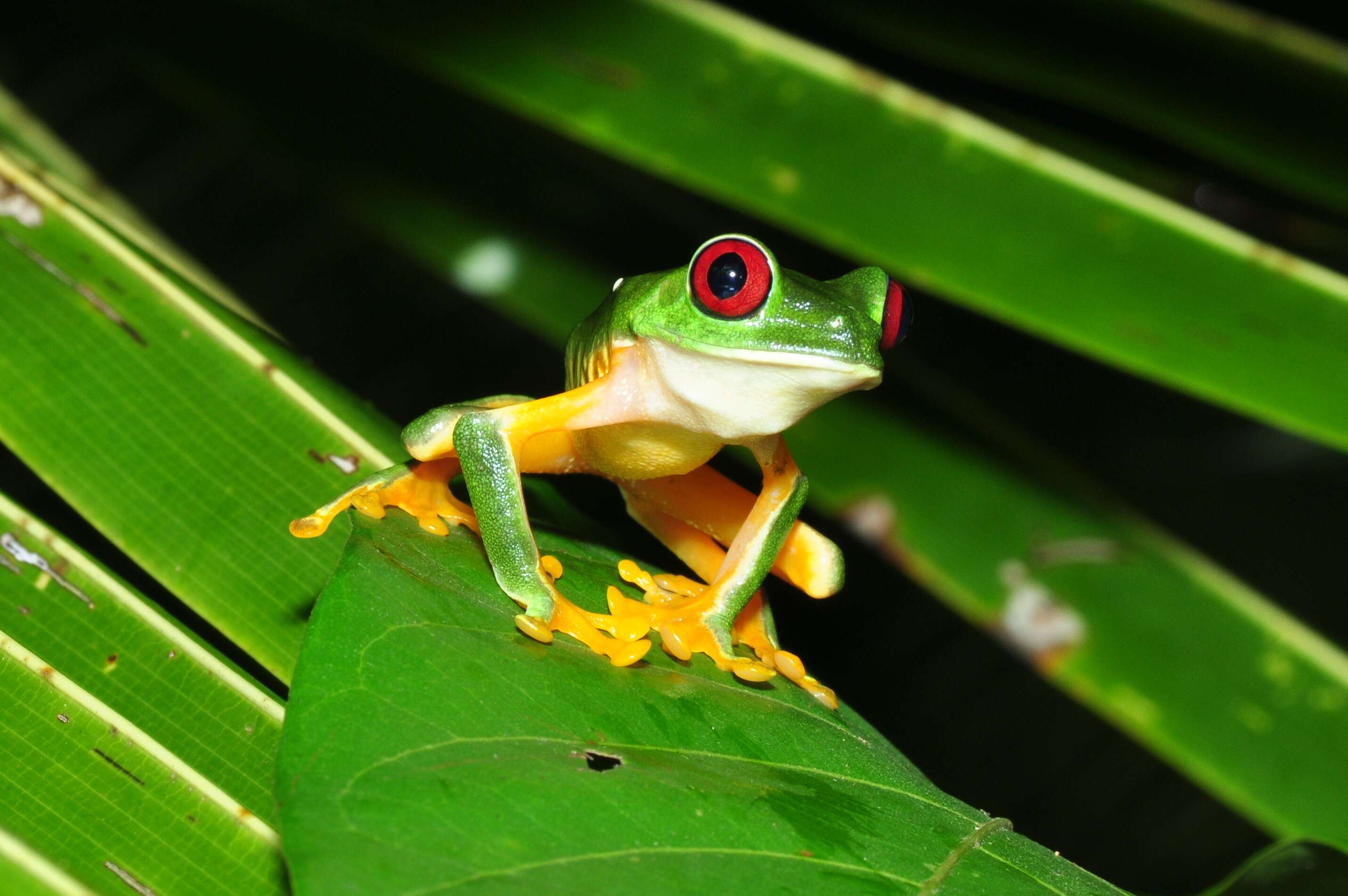 Image of Red-eyed Leaf frog