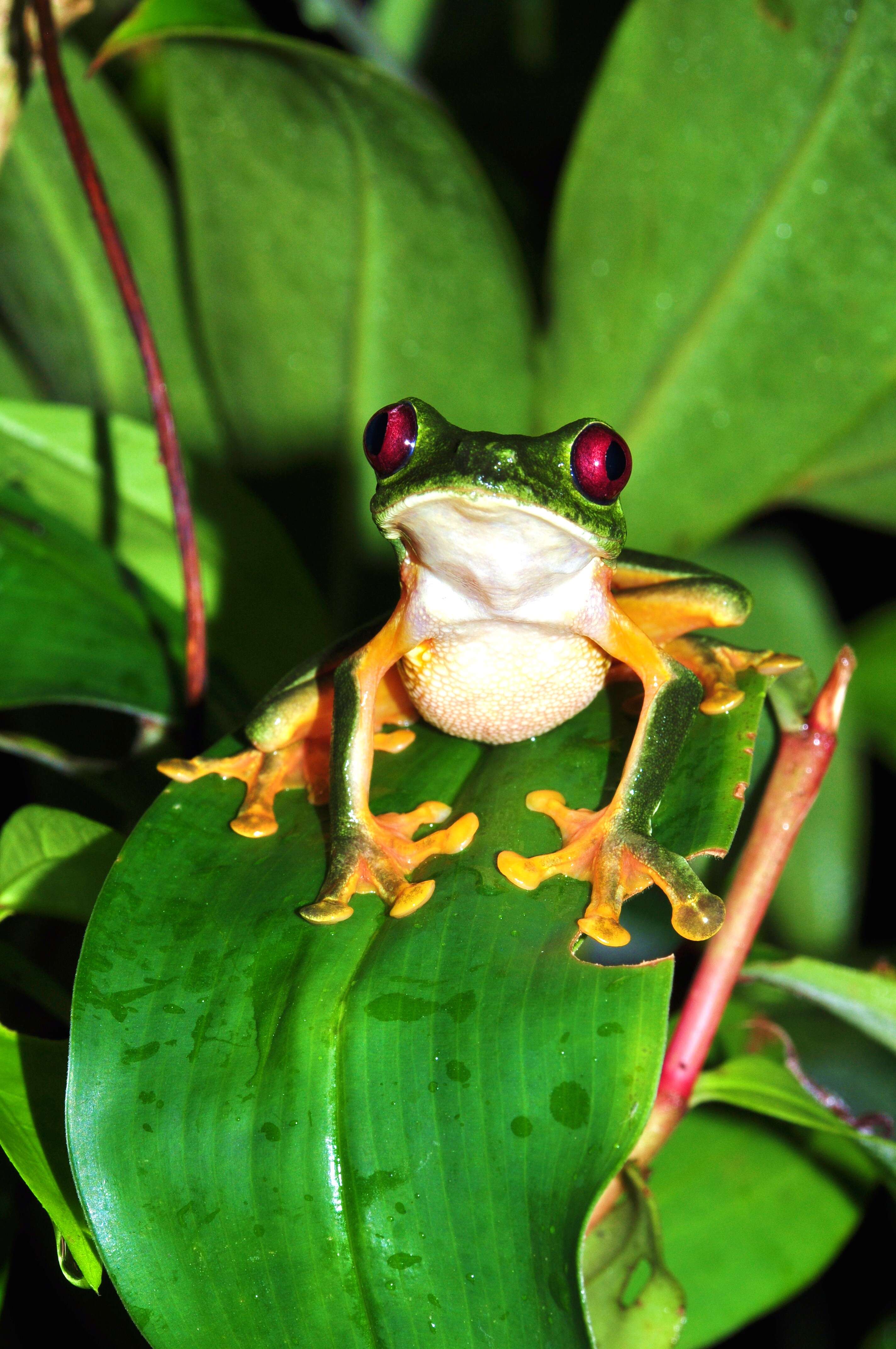 Image of Red-eyed Leaf frog