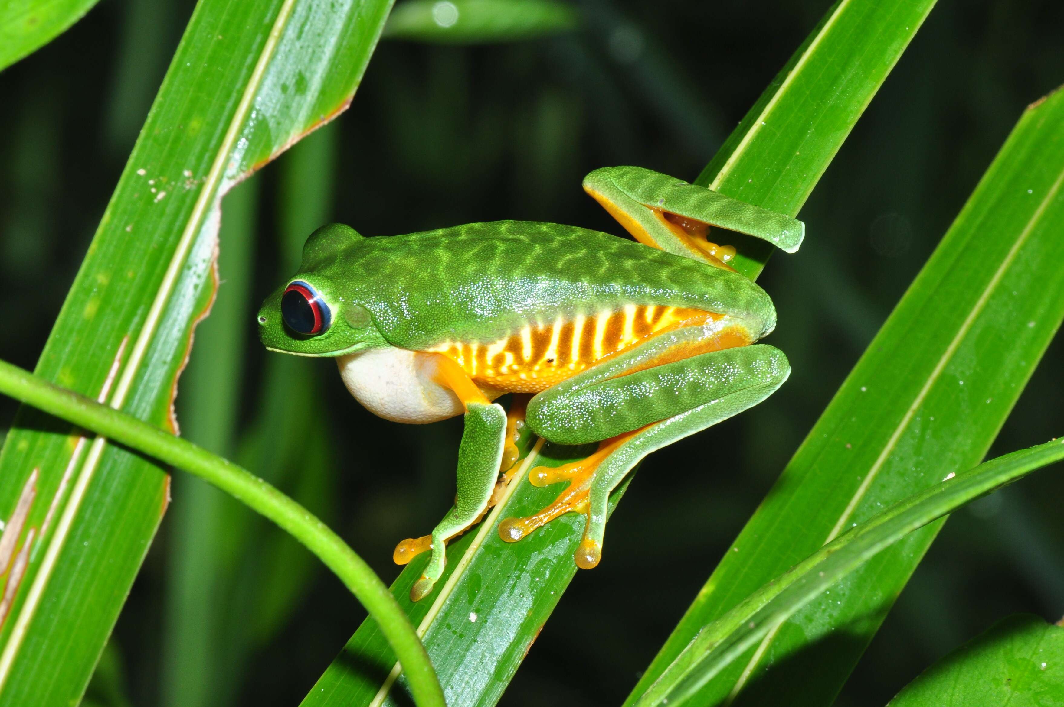 Imagem de Agalychnis callidryas (Cope 1862)