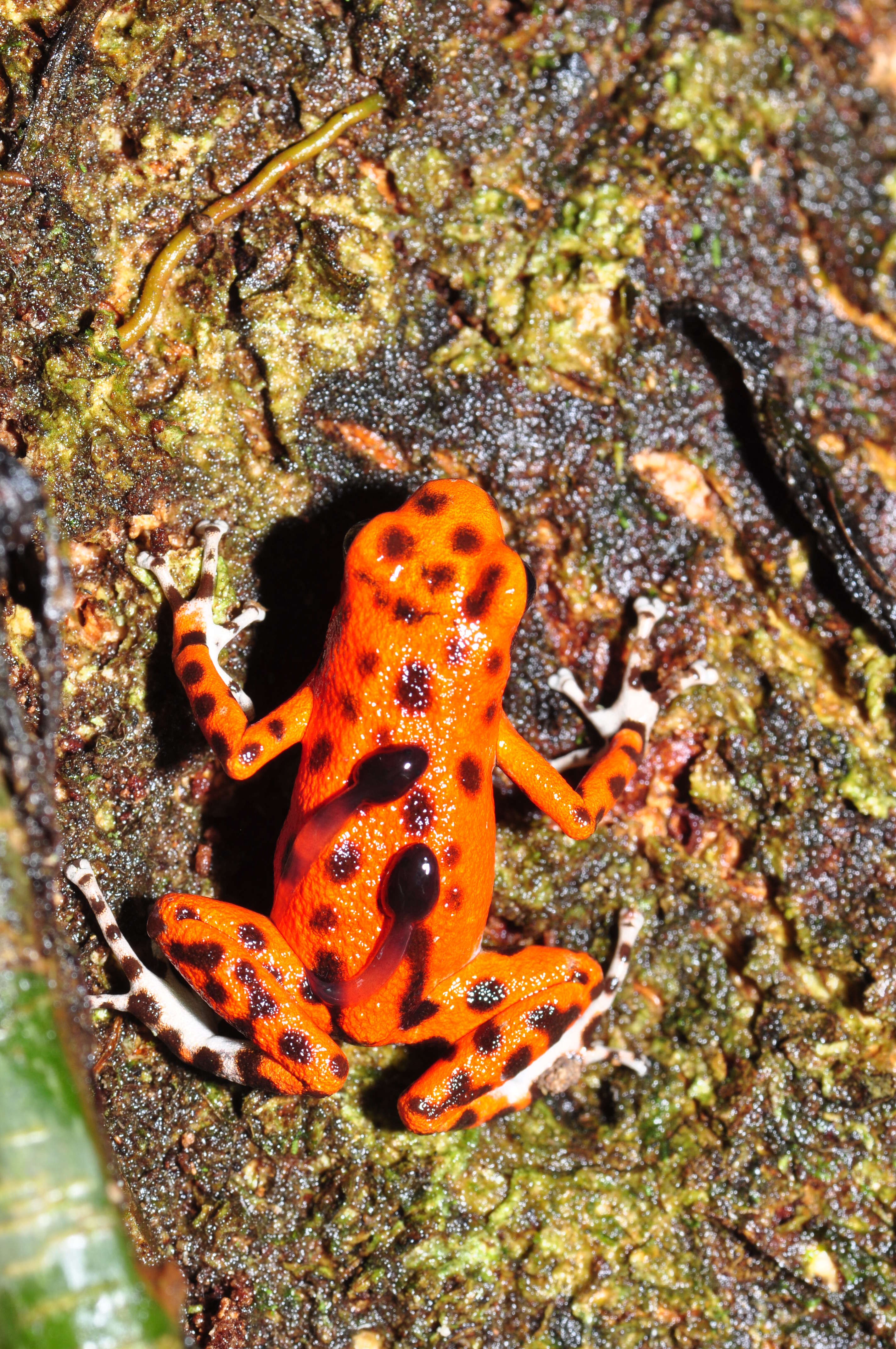 Image of Flaming Poison Frog