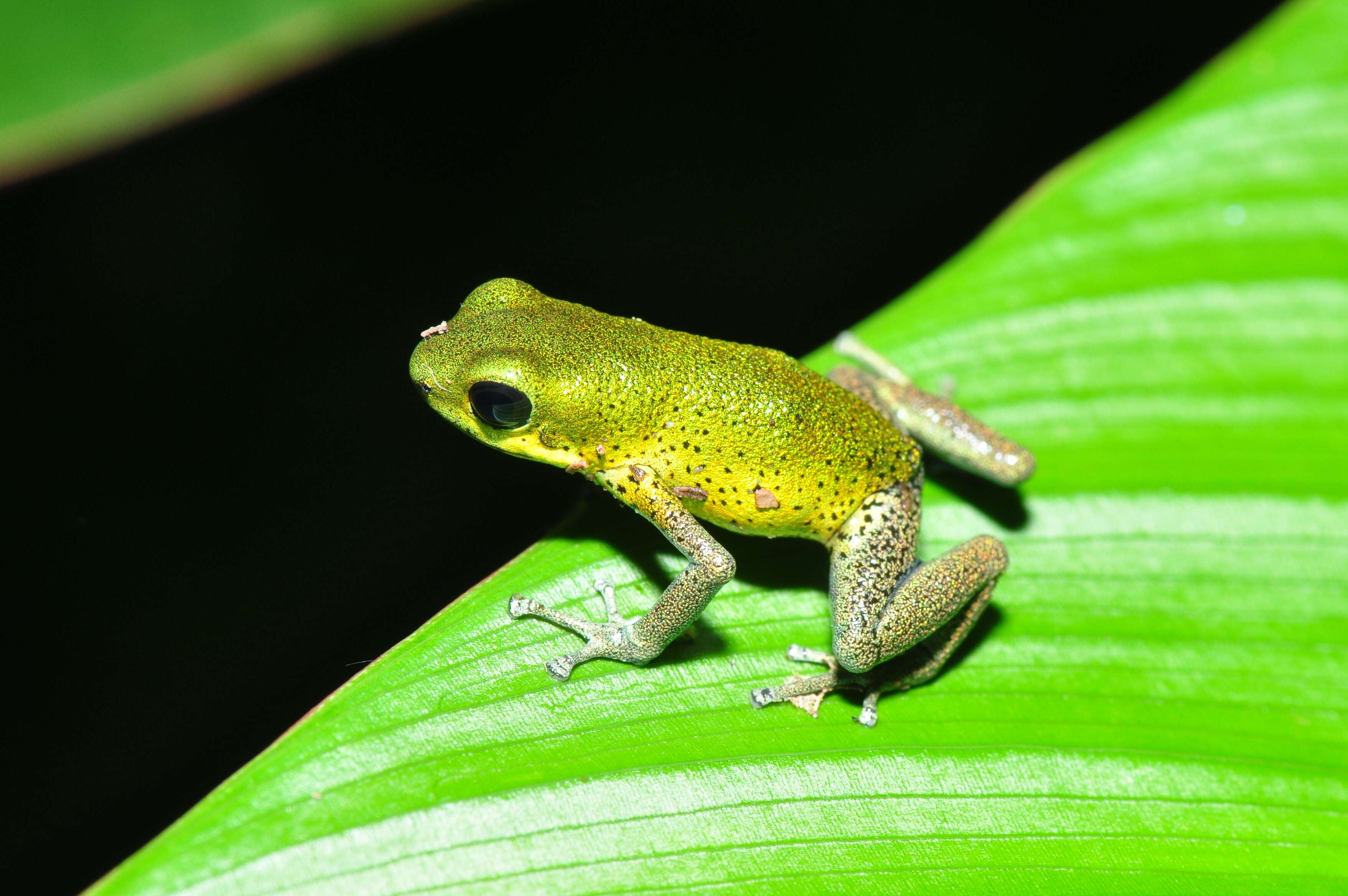 Image of Flaming Poison Frog