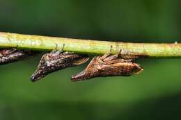 Image of treehoppers