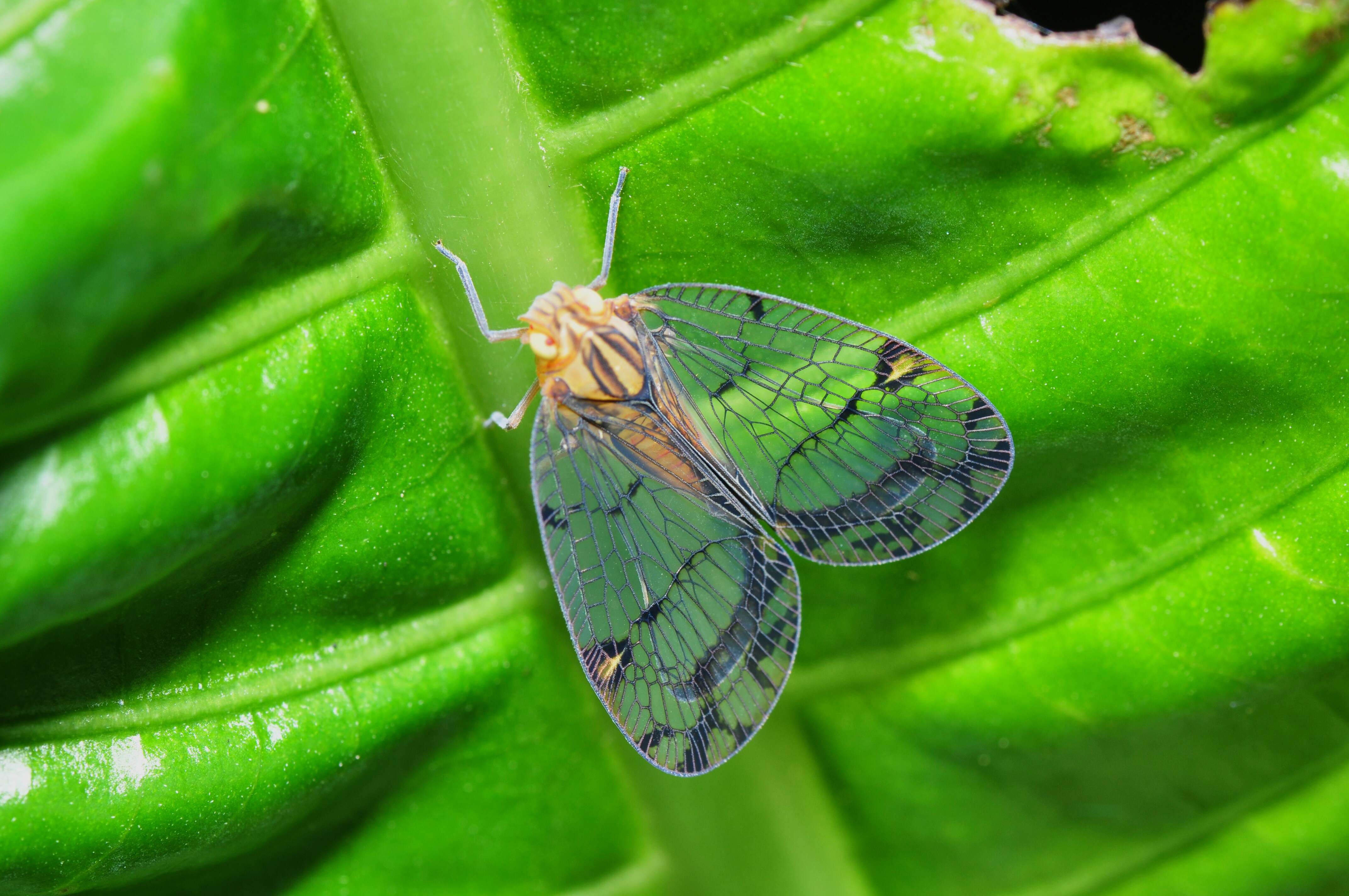 Image of Nogodinidae