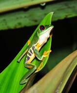 Image of Red-eyed Leaf frog