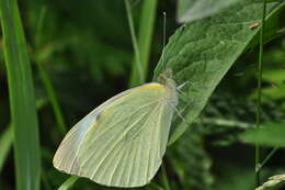 Image of cabbage butterfly