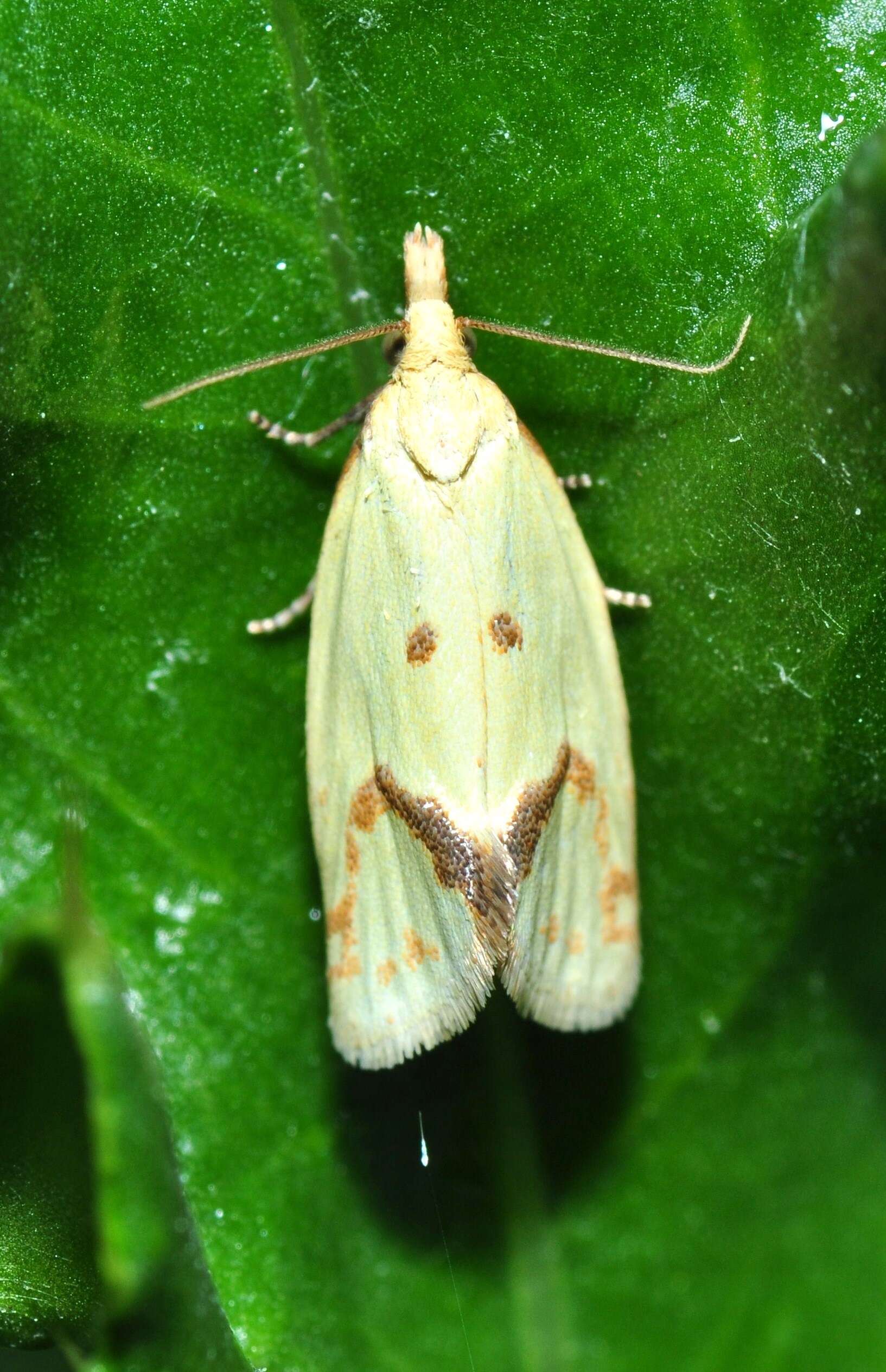 Image of Agapeta