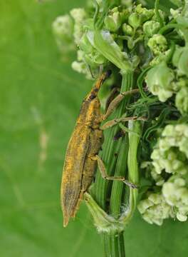 Image of Lixus iridis Olivier 1807