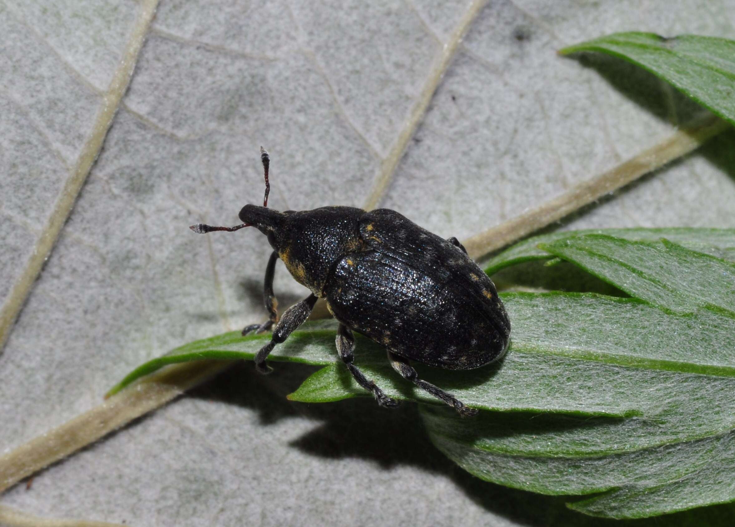 Image of Weevil