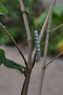 Image of Zebra Longwing