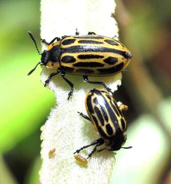 Image of Cottonwood Leaf Beetle