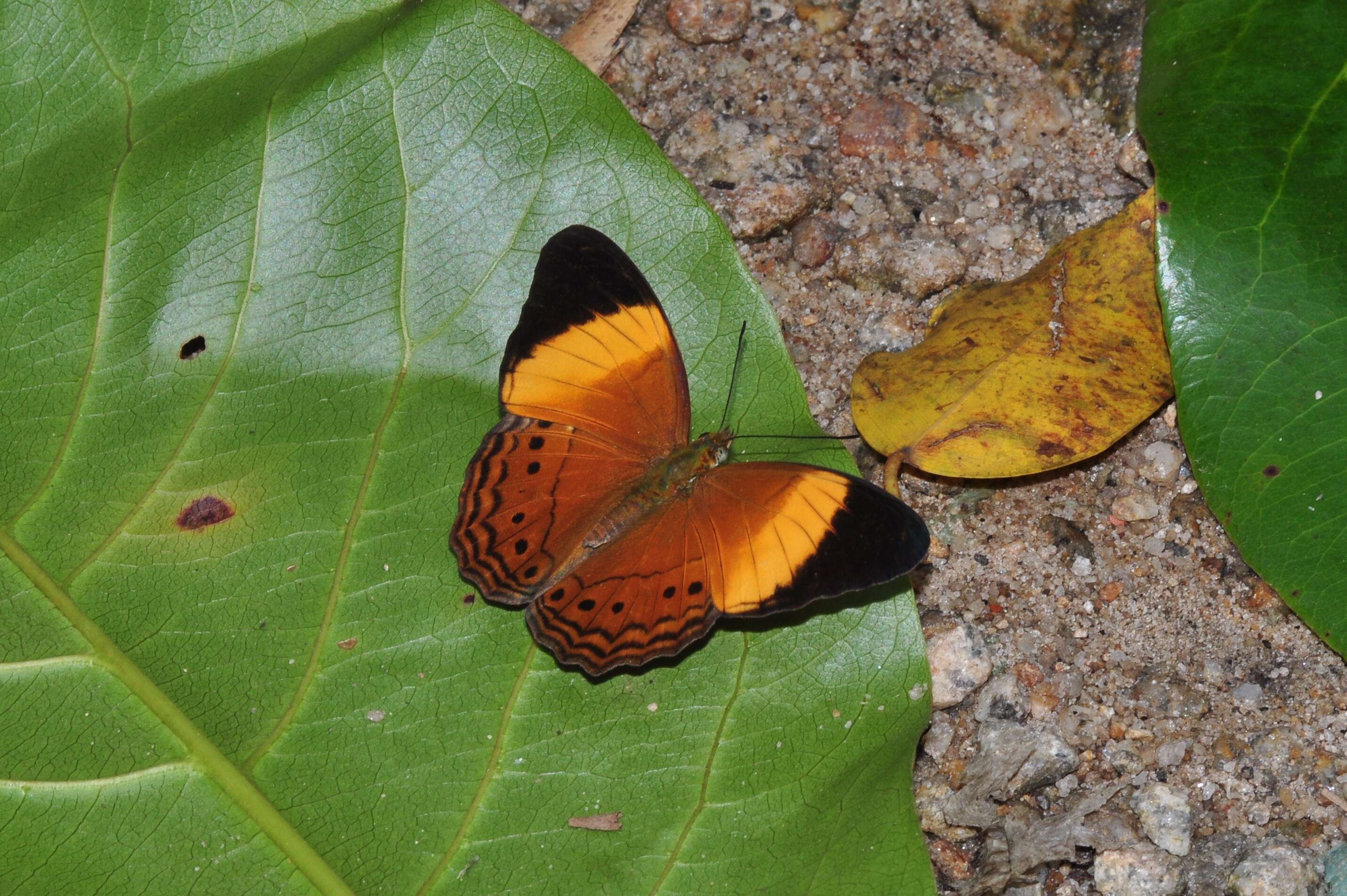 Image of Cirrochroa orissa Felder 1860