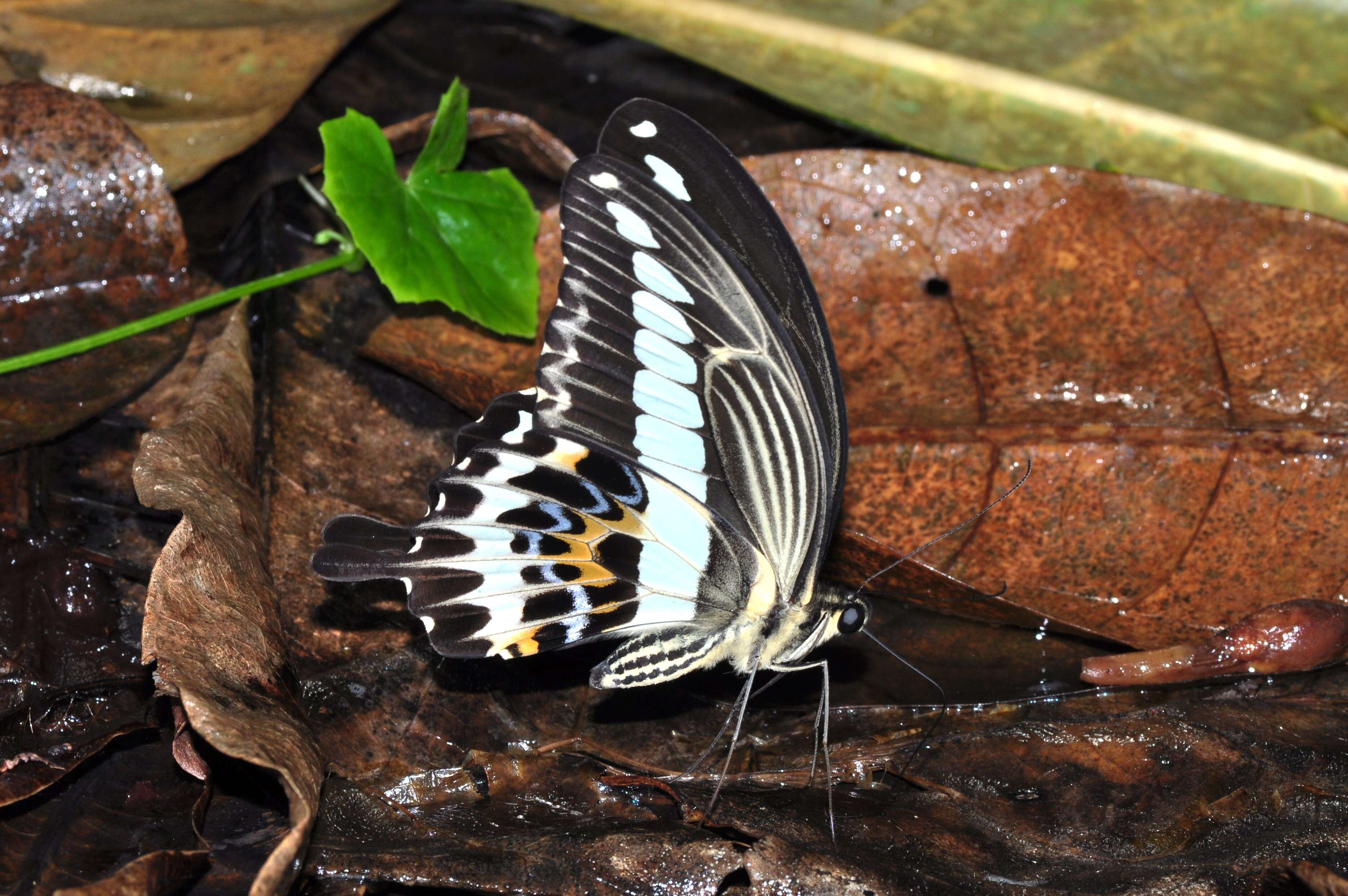 Image de Papilio leucotaenia Rothschild 1908