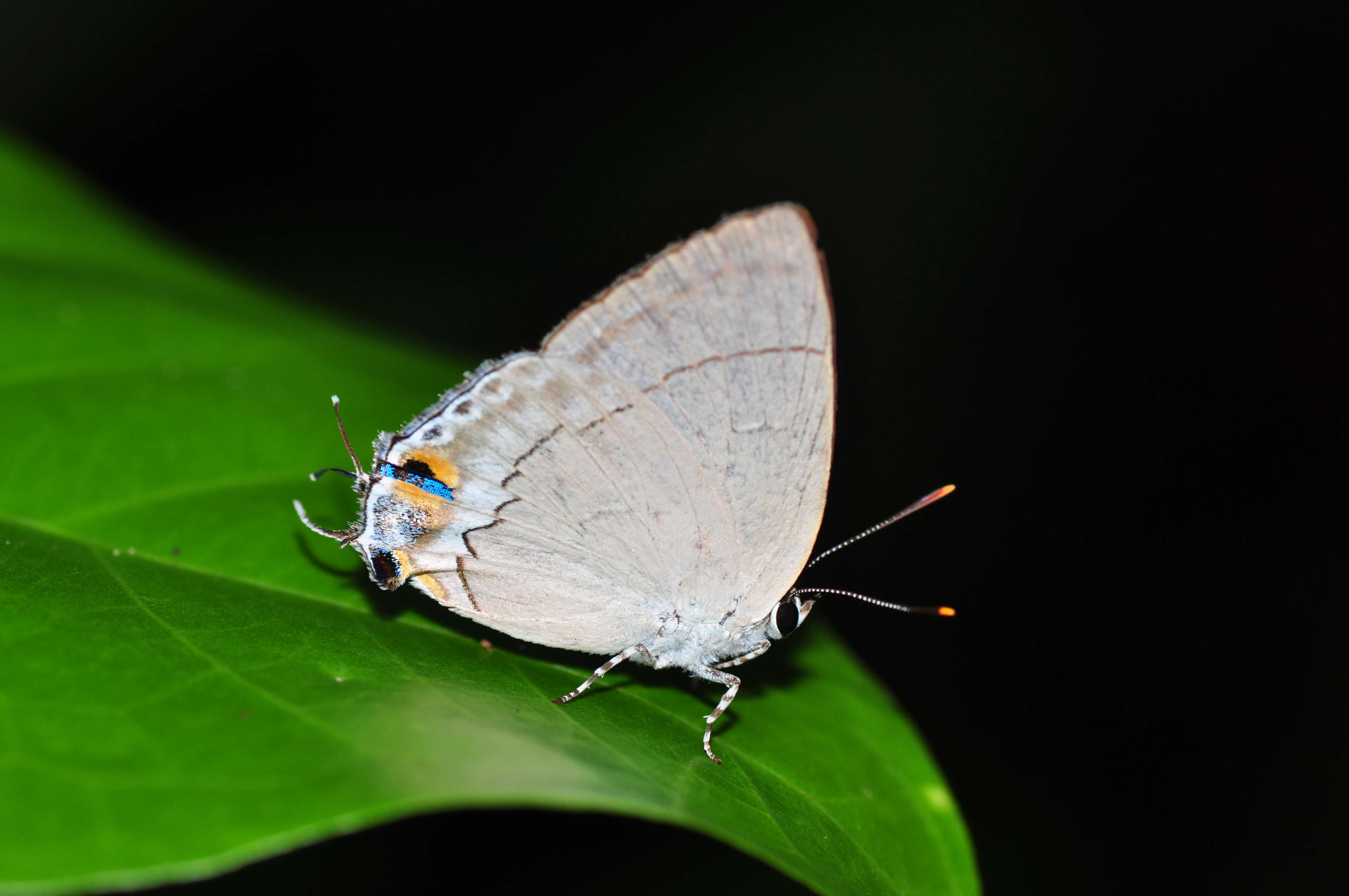 Image of Tajuria iapyx