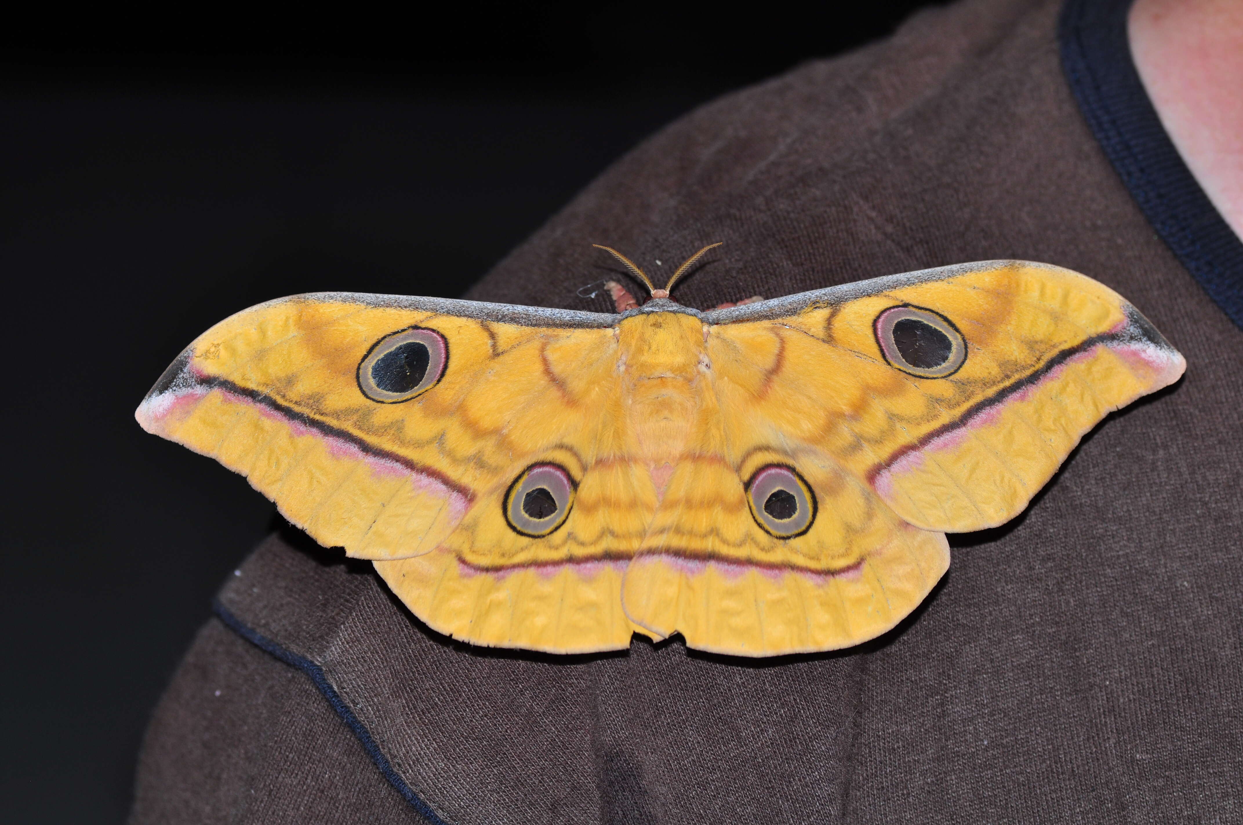 Image of Antheraea celebensis Watson 1915