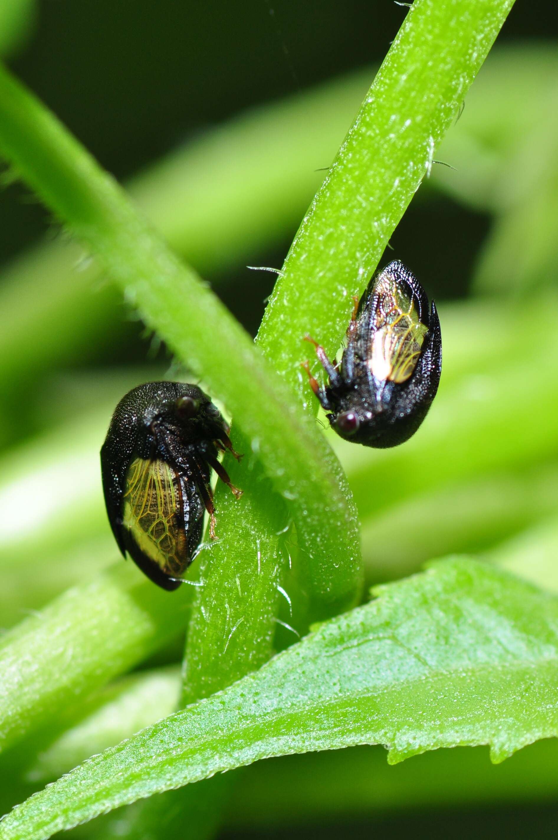 Image of treehoppers