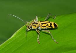 Image of Bamboo longhorn beetle