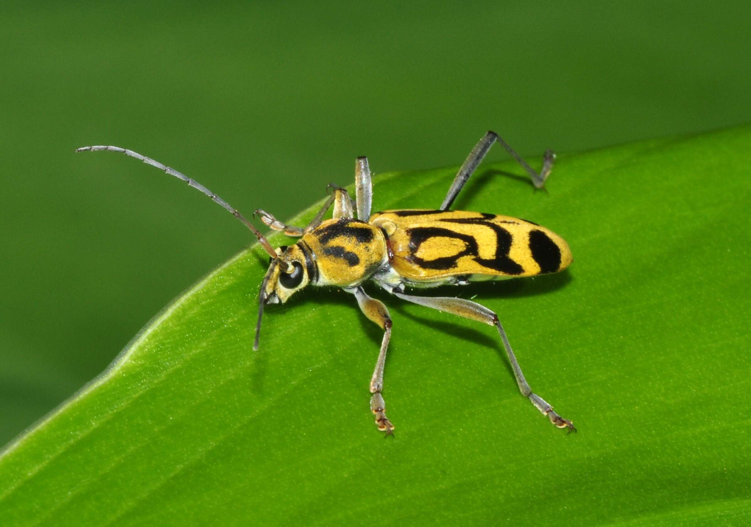 Image of Bamboo longhorn beetle