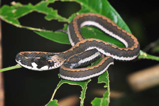 Imagem de Rhabdophis chrysargoides (Günther 1858)