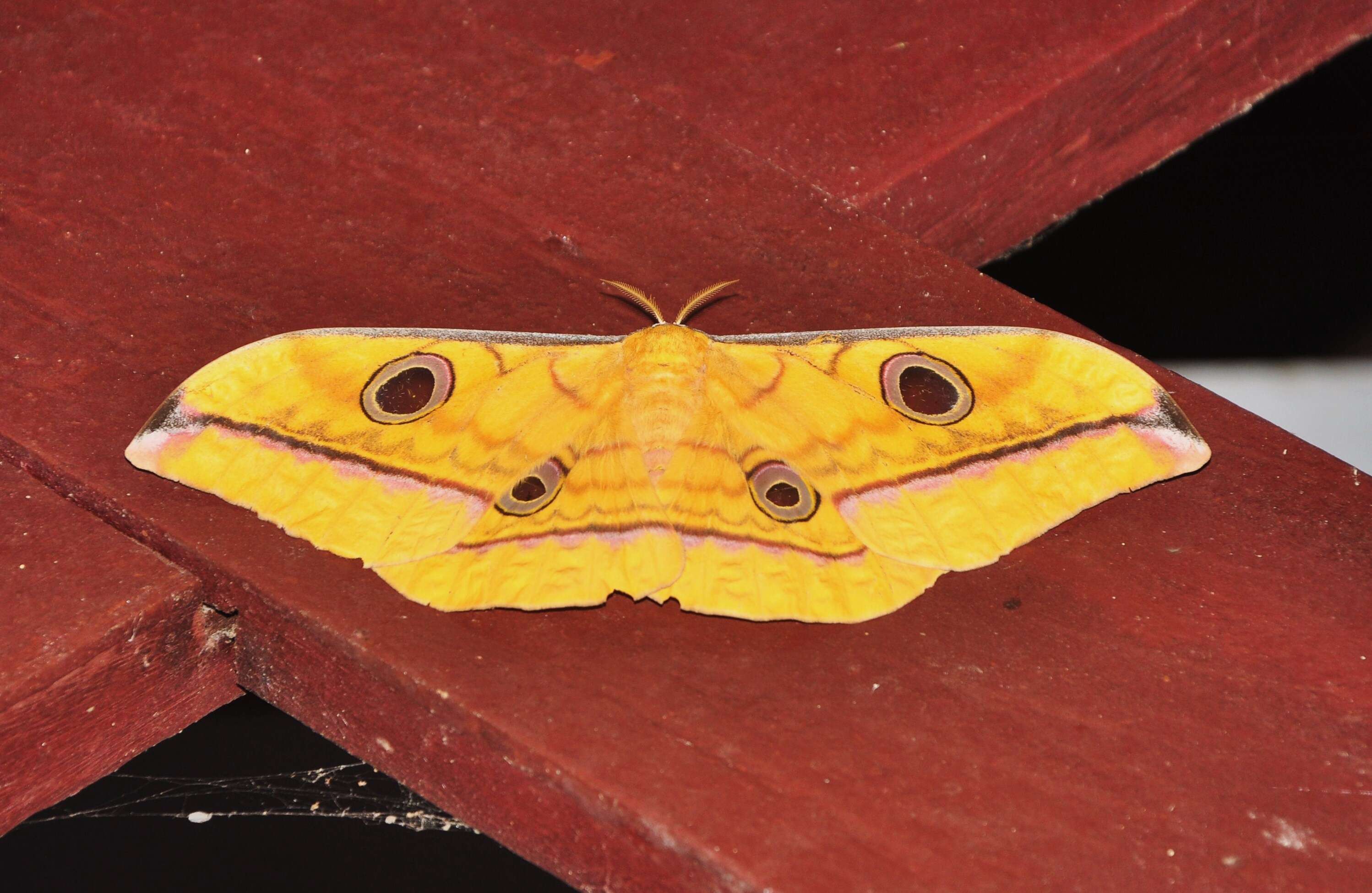 Image of Antheraea celebensis Watson 1915