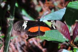 Image of Heliconius hortense Guérin-Ménéville (1829)