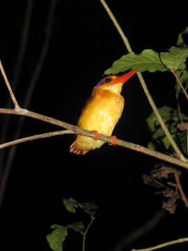 Image of Black-backed Kingfisher