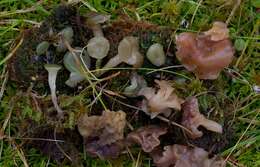 Image of red bog-moss