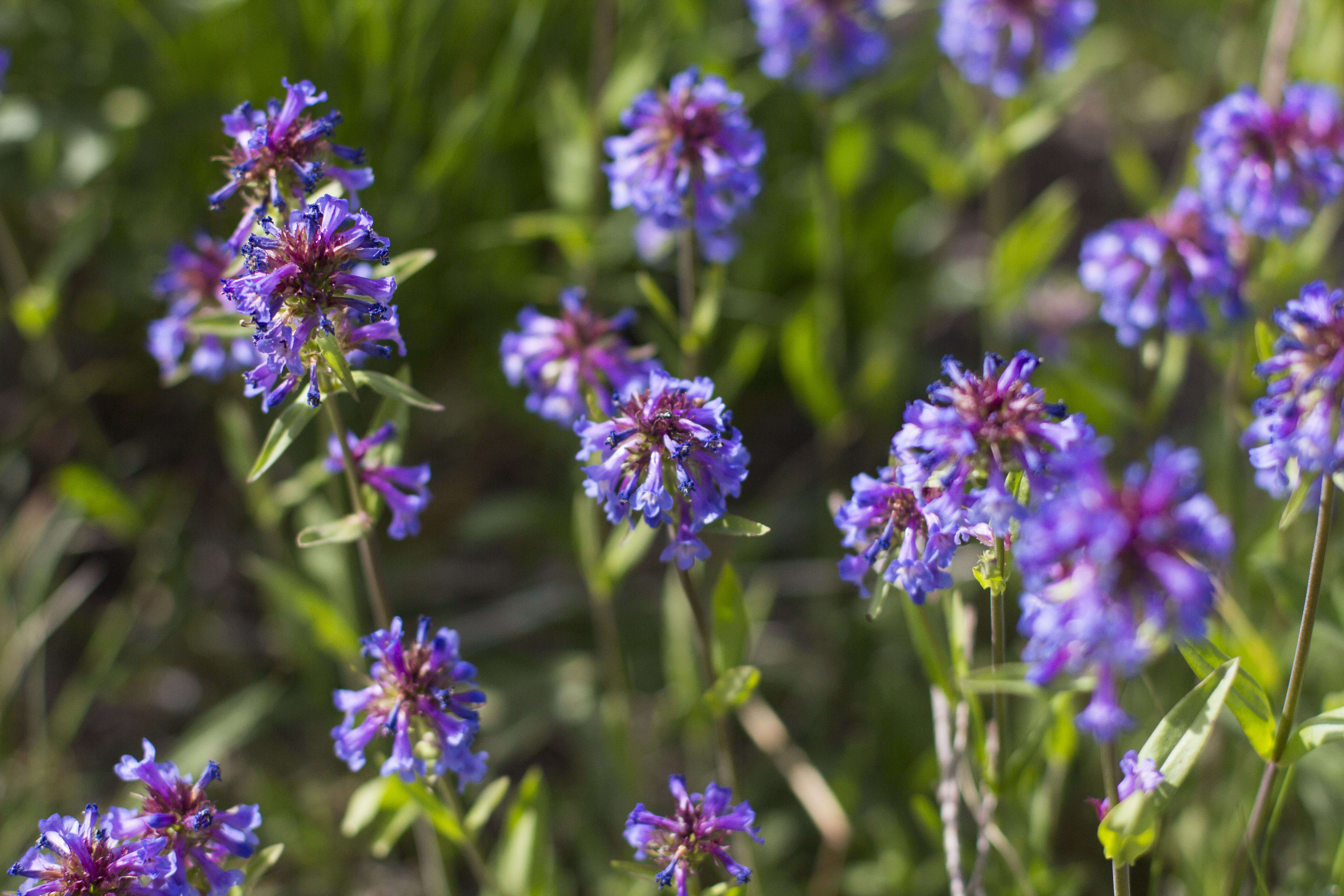 Image of littleflower penstemon