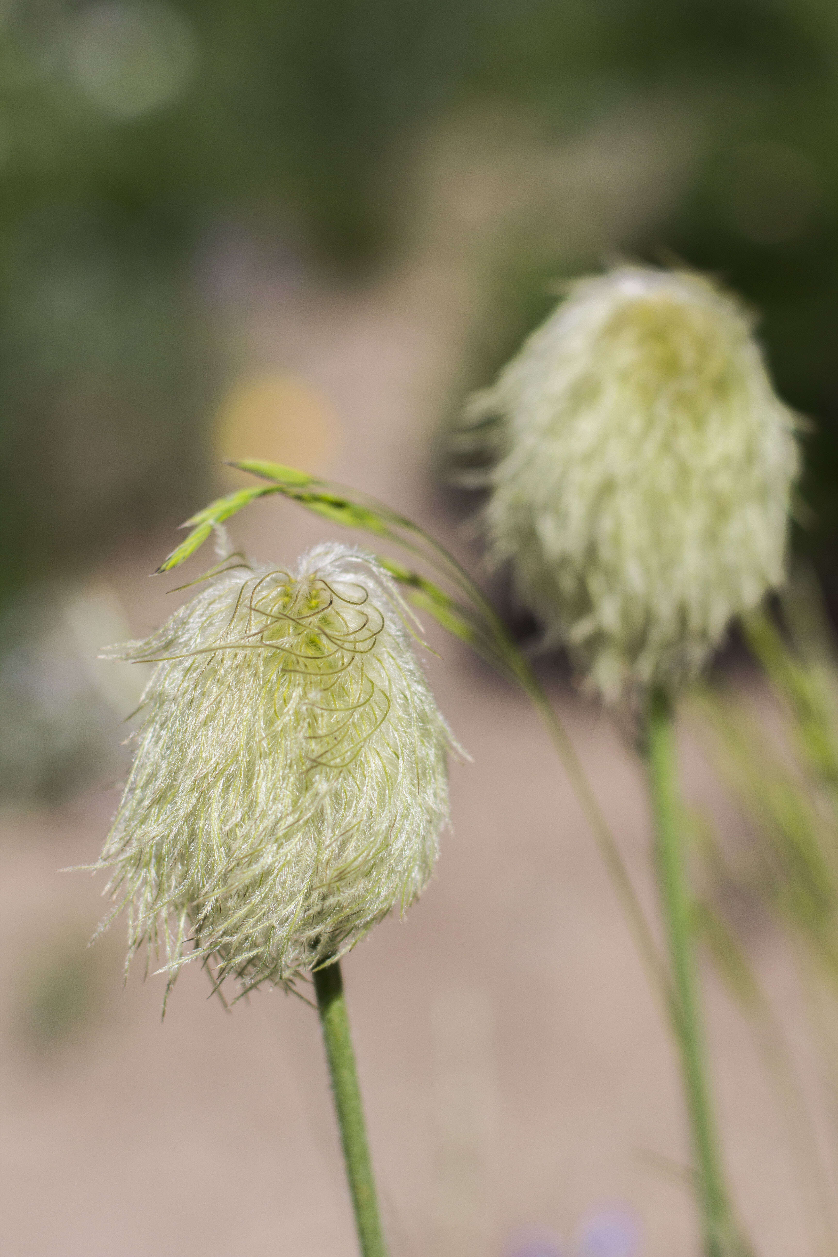 Image of white pasqueflower