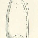 Image of Open Bay Islands leech